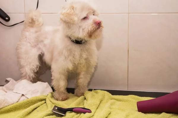 dog waiting to cut hair at the dog grooming