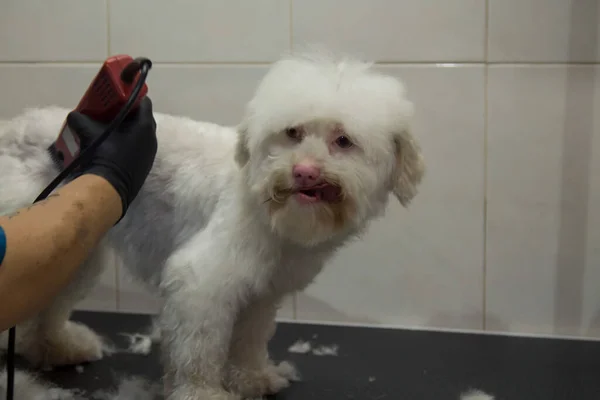 Weißer Hund Hundepflege Schneidet Haare Mit Rasiermesser — Stockfoto