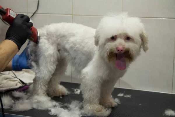 white dog in dog grooming cutting hair with razor