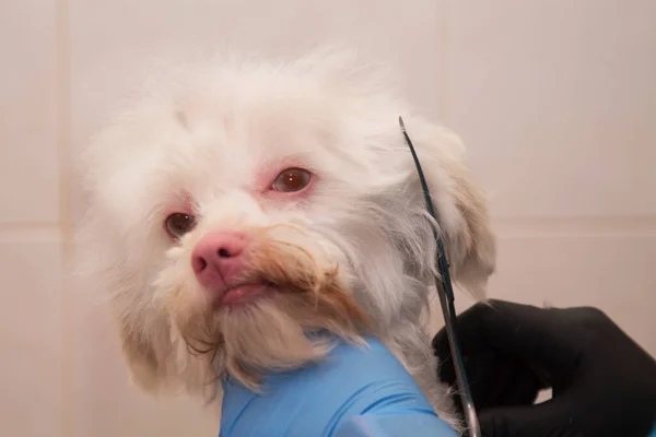 Tagliare Peli Del Cane Nei Cani Toelettatura — Foto Stock