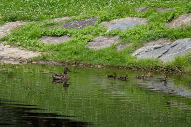 Yavrusu nehirde yüzerken ördek