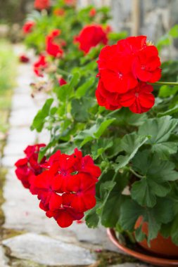 Bahçedeki kırmızı sardunya çömlekleri