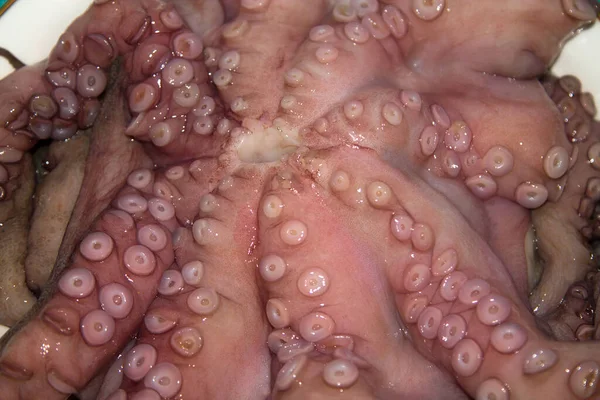 Zeevoedsel Verse Octopus Geïsoleerd Wit — Stockfoto