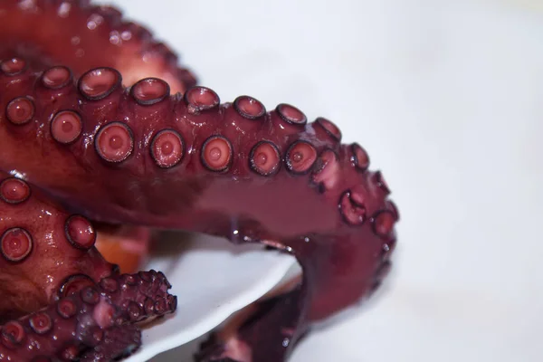 Tentáculos Saborosos Polvo Cozido Frutos Mar — Fotografia de Stock