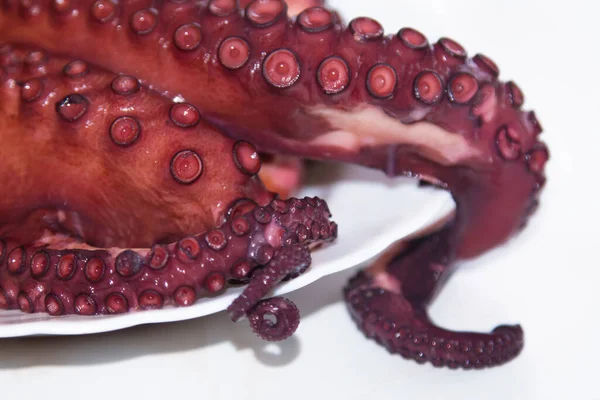 Chutné Chapadla Vařené Chobotnice Mořské Plody — Stock fotografie
