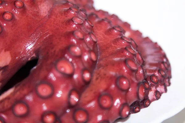 Gekookte Octopus Tentakels Geïsoleerd Zeevruchten — Stockfoto