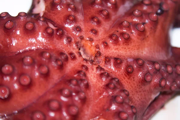 Tentáculos Polvo Cozidos Isolados Frutos Mar — Fotografia de Stock