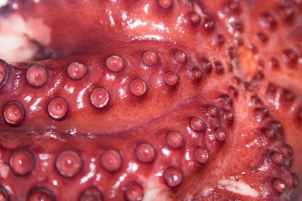Tentáculos Saborosos Polvo Cozido Frutos Mar — Fotografia de Stock