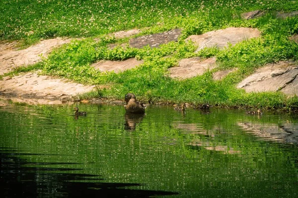 Bebek Dengan Berenang Muda Sungai — Stok Foto