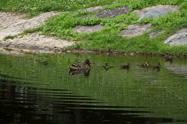 Duck Its Young Swimming River — Stock Photo, Image