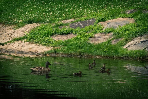Ente Mit Ihren Jungen Schwimmt Fluss — Stockfoto