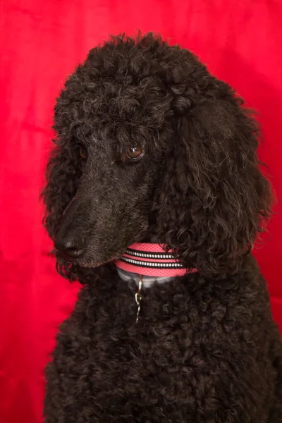 Portret Van Zwarte Poedel Hond Met Rode Achtergrond — Stockfoto