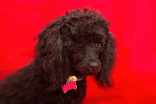 Portret Van Zwarte Poedel Hond Met Rode Achtergrond — Stockfoto