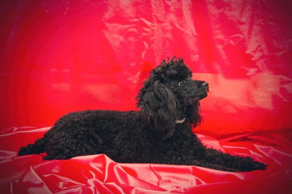 红色背景的黑色狮子狗肖像 — 图库照片