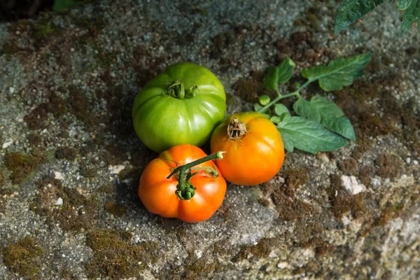 Organic Natural Tomatoes Traditional Garden — Stock Photo, Image