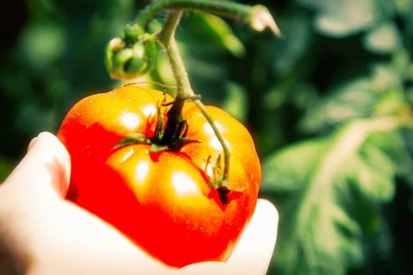 手从花园里捡新鲜的有机西红柿 — 图库照片