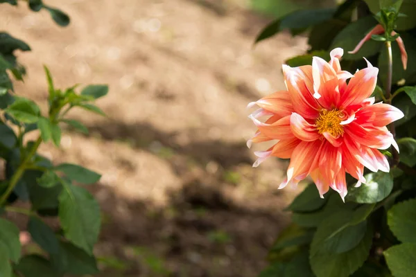 庭の明るい色の菊 — ストック写真