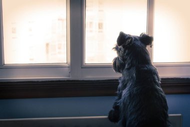 Siyah köpek pencereden dışarı bakıyor.