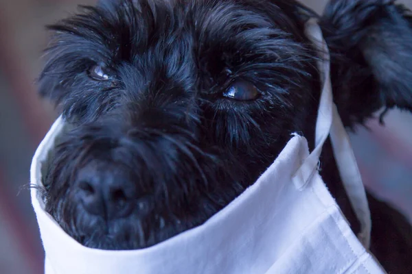 Hond Met Medisch Doekmasker Het Gezicht Concept Van Preventie Tegen — Stockfoto