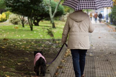 Sonbaharda şemsiyeli bir kadın köpeğiyle parkta yürüyor.