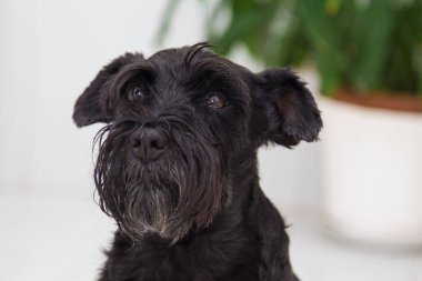 Siyah Schnauzer köpeğinin portresi