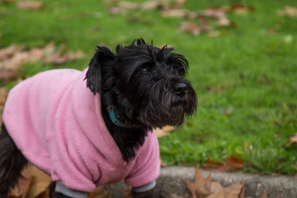 dog with coat in the autumn with dry leaves