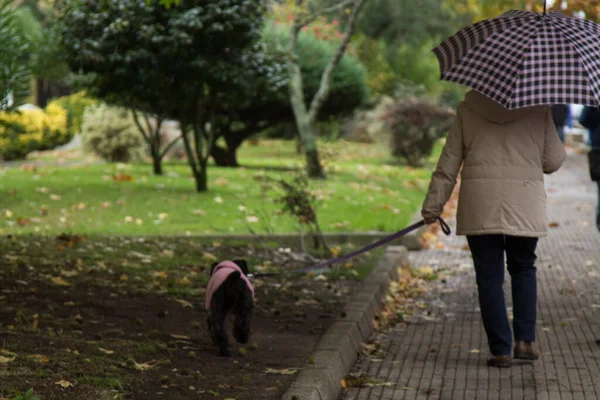 Frau Mit Regenschirm Geht Herbst Mit Hund Park Spazieren — Stockfoto