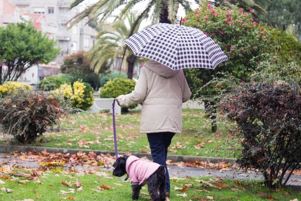 Frau Mit Regenschirm Geht Herbst Mit Hund Park Spazieren — Stockfoto