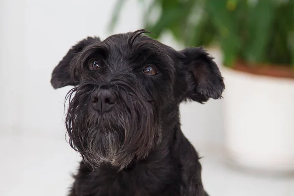 Portret Van Zwarte Schnauzer Hond — Stockfoto
