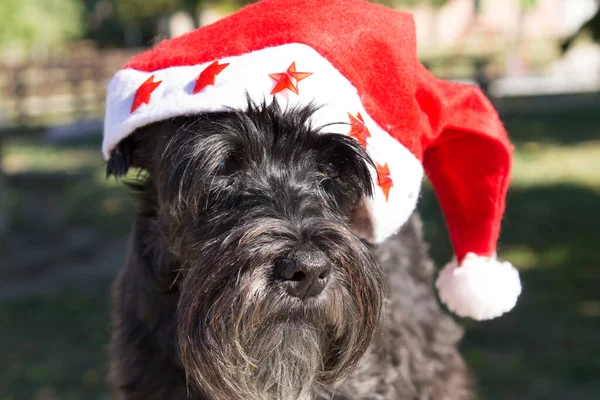 Pies Kapeluszu Świętego Mikołaja — Zdjęcie stockowe