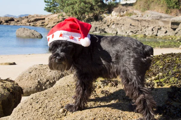 Kumsalda Noel Baba Şapkalı Köpek — Stok fotoğraf