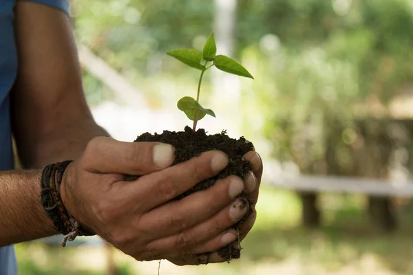 Ruce Držící Mladé Rostliny Život Ekologie Růstový Koncept — Stock fotografie