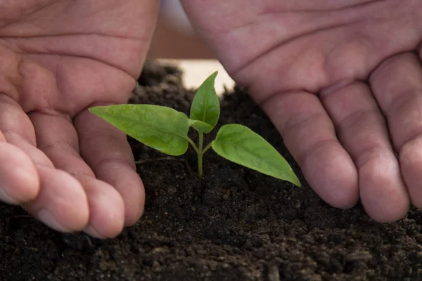 hands protecting young plant, life and ecology concept