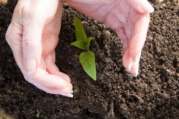 hands protecting young plant, life and ecology concept