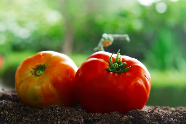 有机农场土地上的有机成熟番茄 — 图库照片