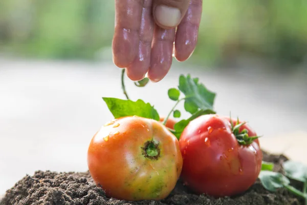 Tomates Frescos Colores Huerto — Foto de Stock