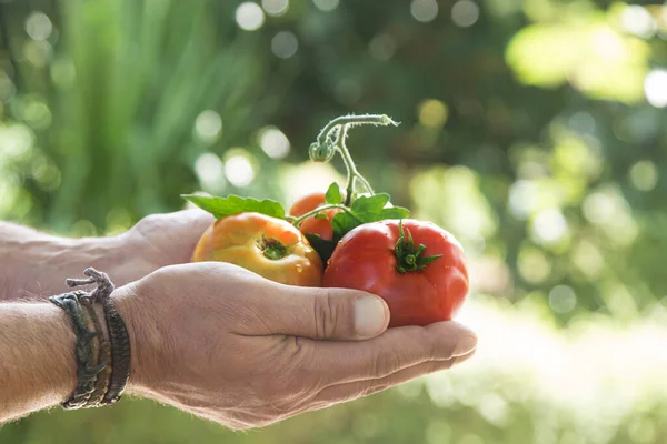 hands holding organic tomatoes in the vegetable garden