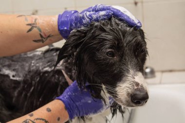 Köpek kuaföründe Border collie