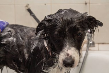 Küvette çoban köpeğini yıkıyor.