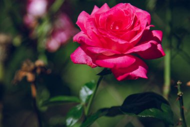 Pembe gül bahçede yakından görülüyor.