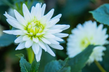 bahçede beyaz krizantem