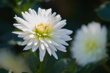 bahçede beyaz krizantem