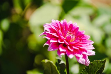 Bahçede pembe kasımpatı