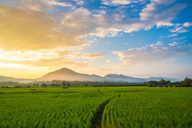 Güzel gün batımı yeşil alan, Chiang Mai, Tayland.