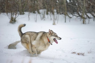 Komik kar, mamut göl, California, ABD ile köpek