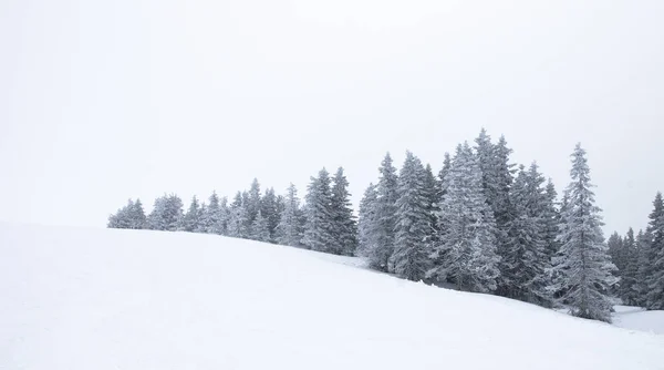 Çam ağaçları ve karlı bir tepe ile kış orman sahne 