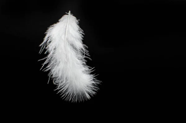White Birds Feather Floating Isolated Black Background — Stock Photo, Image