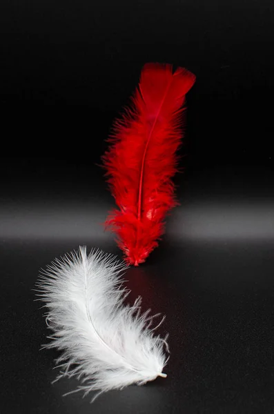 Pair of white and red birds feathers isolated on a dark background