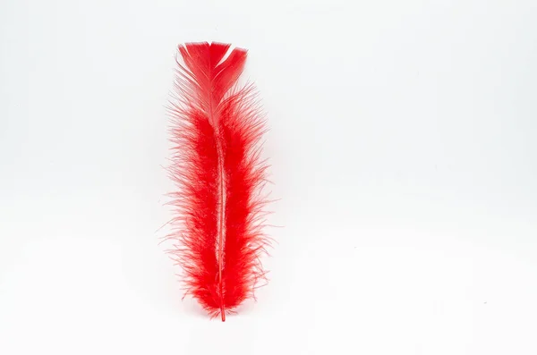 Pluma Pájaros Rojos Aislada Sobre Fondo Blanco — Foto de Stock