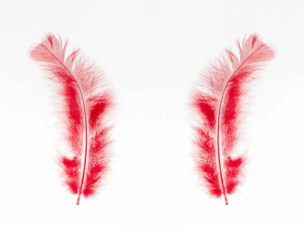 Tüyleri beyaz bir arka plan üzerinde izole kırmızı aynı çifti kuşlar